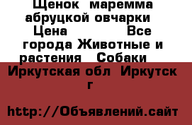 Щенок  маремма абруцкой овчарки › Цена ­ 50 000 - Все города Животные и растения » Собаки   . Иркутская обл.,Иркутск г.